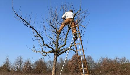Baumwart im Baum