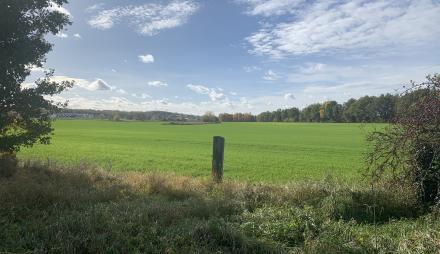 Wiese