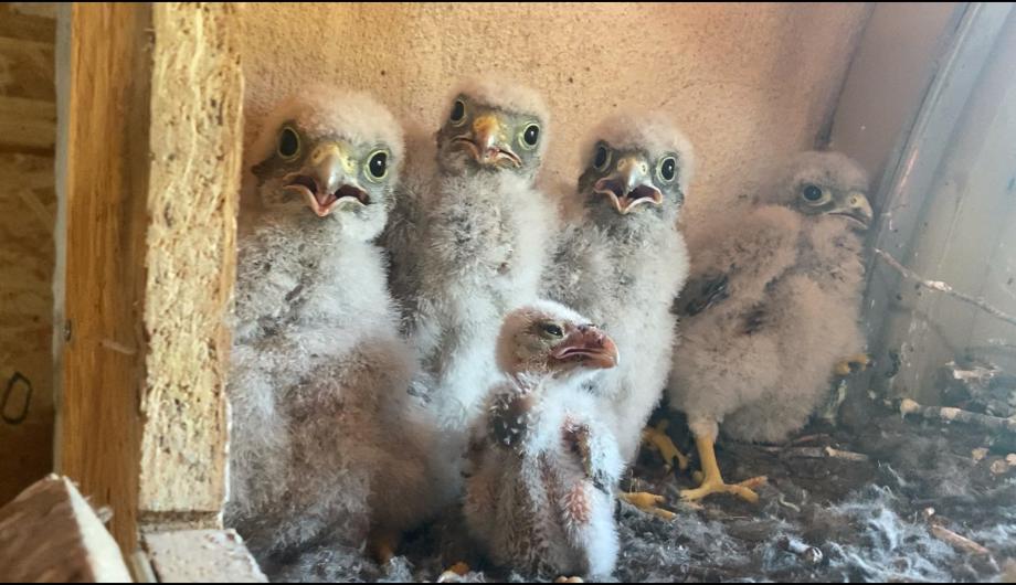 Jungdohlen im Nest