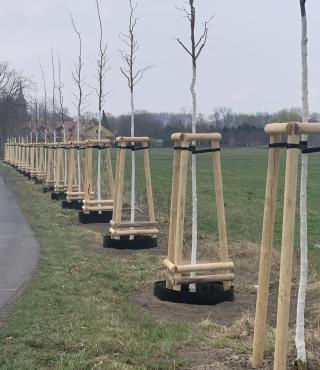 Neue Alleebäume in der Geiselbergstraße (stand März 2025) Baumallee