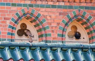 Turmfalke und Dohle am Kirchturm
