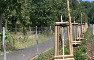 Neue Alleebäume am Radweg Bornimer Chaussee