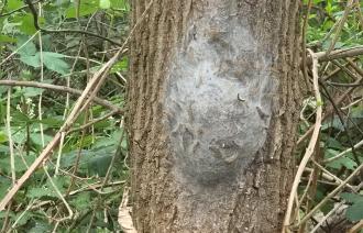 Nest von Eichenprozessionsspinnern