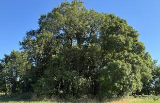 Flatterulme Naturdenkmal