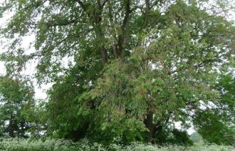 gewaltiger Baum als Naturdenkmal