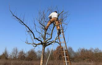 Baumwart im Baum