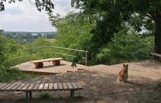 Blcik auf die Aussichtsplattform mit Hund im Vordergrund