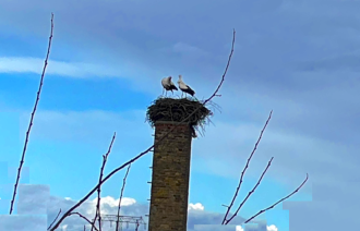 2 Störche im Horst Golm