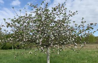Streuobstwiese Apfelbaum in Blüte