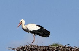 Storch im Horst in Golm