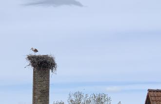 Blick auf das Storchennest mit einem Storch
