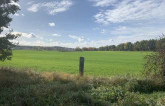 Wiese
