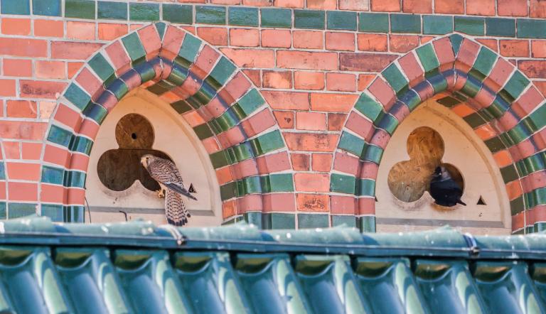 Turmfalke und Dohle am Kirchturm