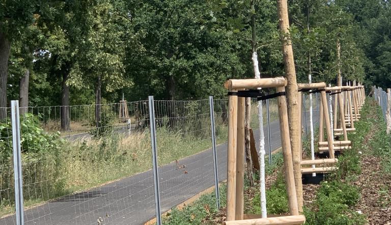 Neue Alleebäume am Radweg Bornimer Chaussee Neue Alleebäume am Radweg Bornimer Chaussee