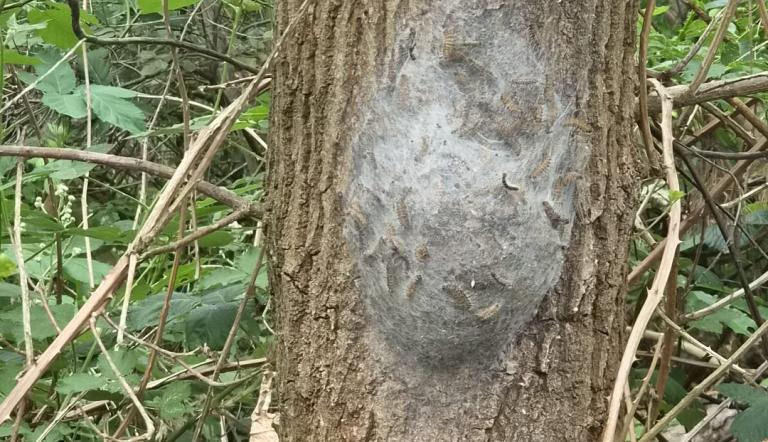 Nest von Eichenprozessionsspinnern