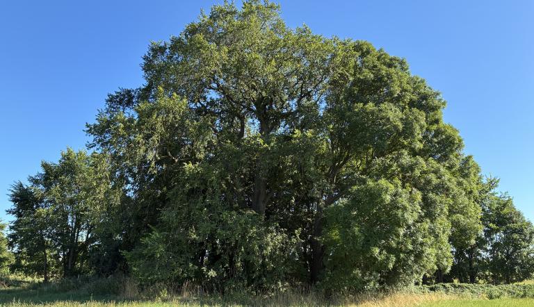 Flatterulme Naturdenkmal