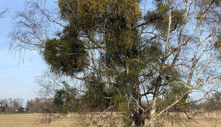 Mistelbaum vor den Streuwiesen