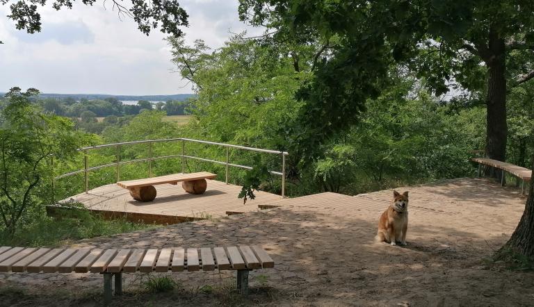 Blcik auf die Aussichtsplattform mit Hund im Vordergrund