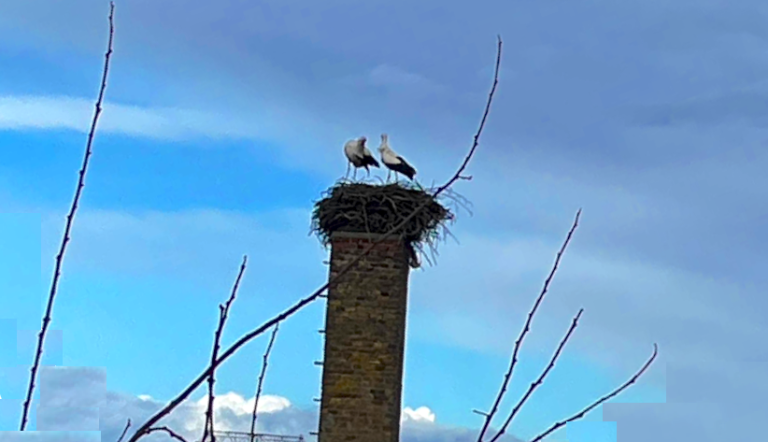 2 Störche im Horst Golm