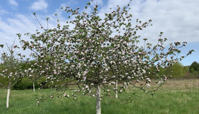 Streuobstwiese Apfelbaum in Blüte