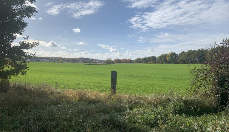 Wiese
