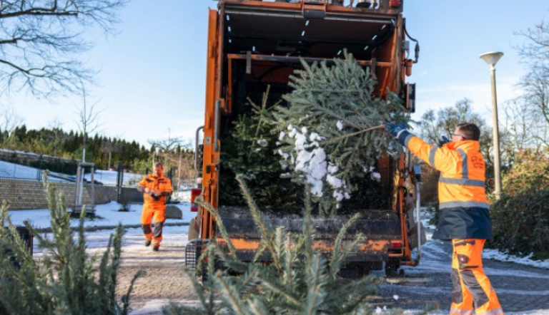 STEP holt Weihnachtsbäume ab