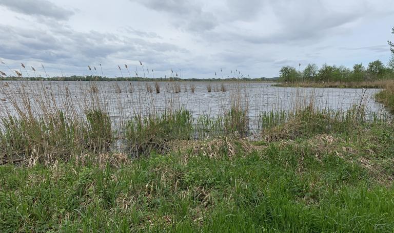 Blick durch das Uferschilf auf den Zernsee